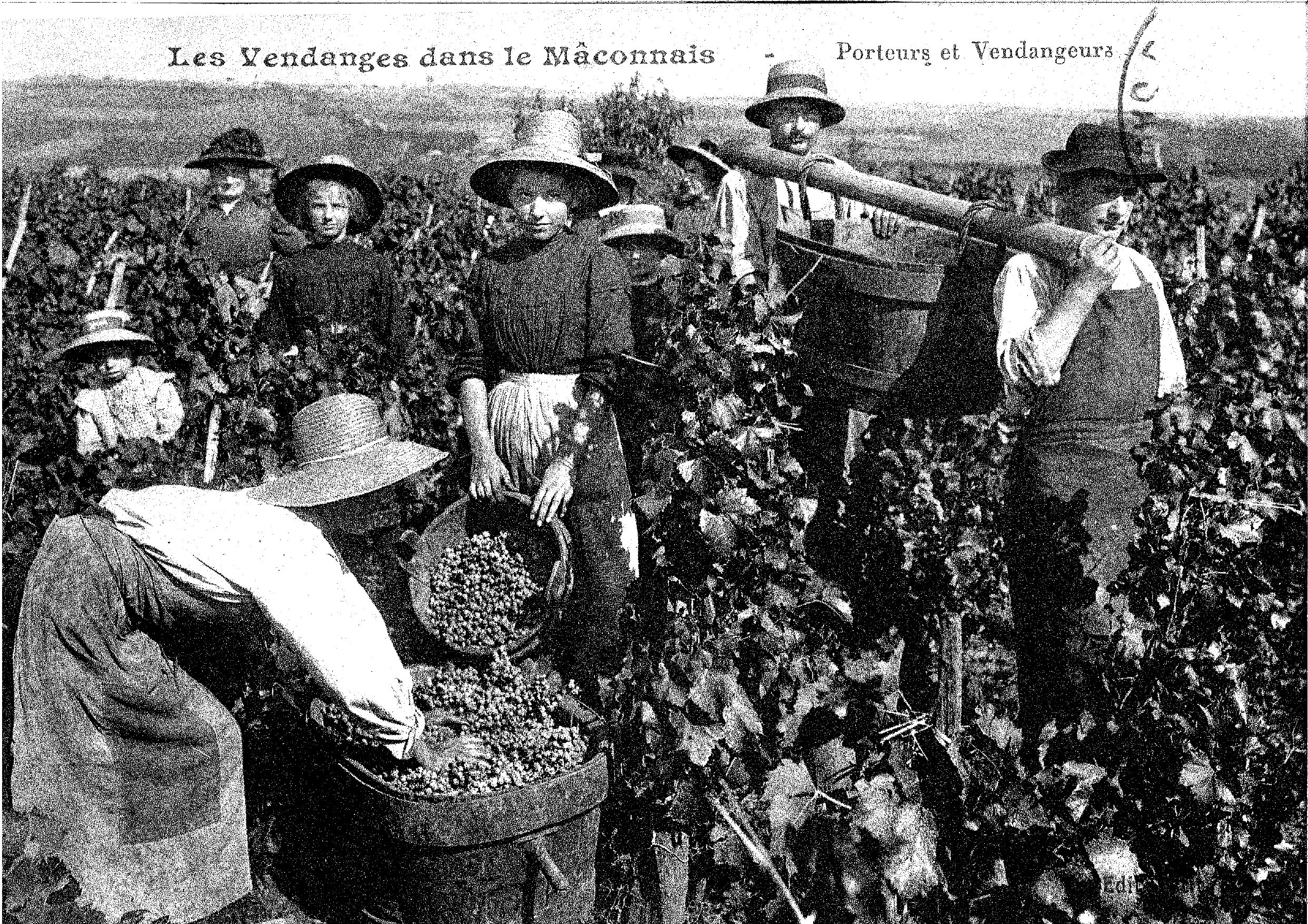 Les Vendanges dans le Maconnais, vendangeurs et porteurs. Archives Cave La Vigne Blanche